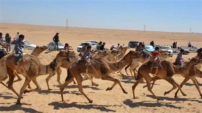 تنظيم سباق للهجن بالعريش بحضور وزير الرياضة السبت المقبل