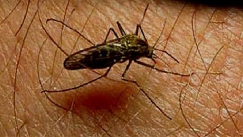 أمراض تنتقل بالحشرات،فيتو