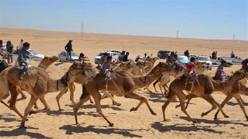 سباق الهجن