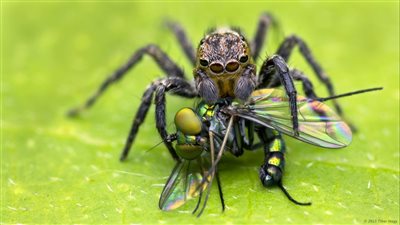  دراسة: العناكب تشعر بالجوع لدرجة تصل إلى فقد البصر