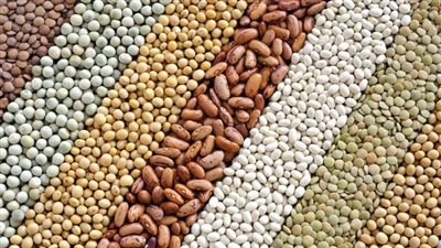 الأقصر جاهزة لاستقبال موسم المحاصيل الصيفية الاستراتيجية 