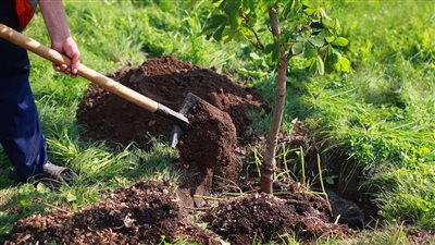 البيئة تكشف مواصفات ومعايير اختيار الأشجار المزروعة بالمحافظات