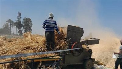 الشرقية تتصدر محافظات مصر في توريد القمح 
