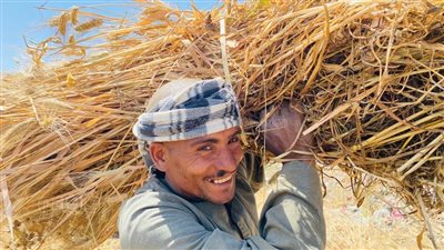  موسم حصاد القمح في المنيا.. السنابل توفر فرص عمل وتنشر السعادة بين الأهالي.. والمزارعون: نعيش العصر الذهبي للفلاح (صور)