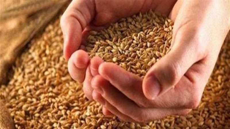 موسم القمح الجديد