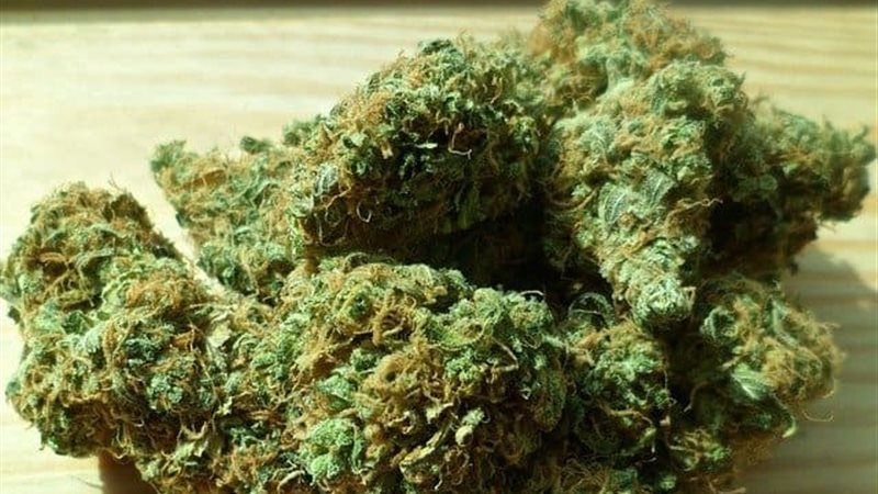 مخدر الهيدرو بشمال