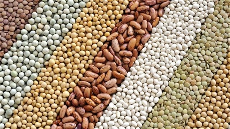 تقاوي فاسدة،فيتو