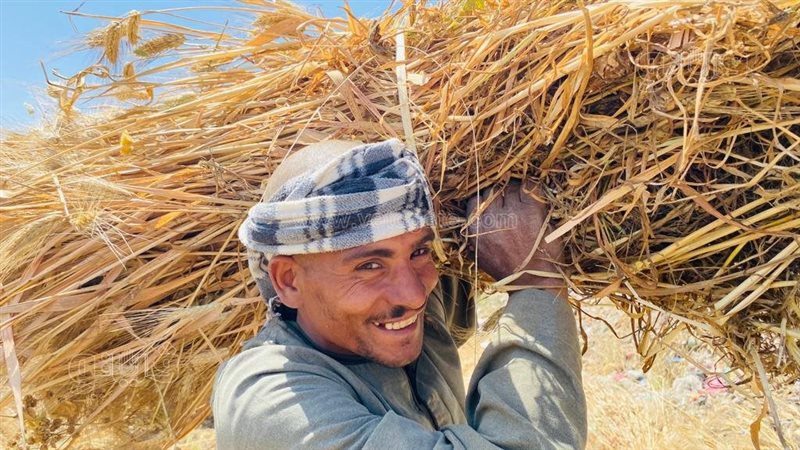 محصول القمح في المنيا،