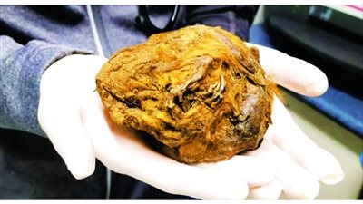 سنجاب محنط عمره 30 ألف عام