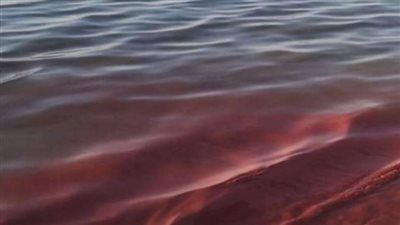 أستاذ بيئة يكشف أسباب تغير لون مياه البحر الأحمر إلى الوردي (فيديو)