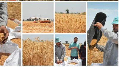 صوامع وشون محافظة البحيرة تستقبل 37 ألف طن قمح (صور)