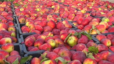 أسعار الفاكهة اليوم، تباين أسعار التفاح في سوق العبور 