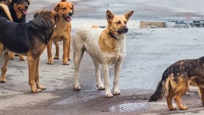 حملة للقضاء على الكلاب الضالة بقرية شبرابابل بالغربية بعد عقر 12 شخصا