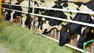 المستندات المطلوبة لقرض تربية المواشي من البنك الزراعي 