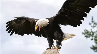 تفسير رؤية النسر في المنام وعلاقتها بالترقية فى العمل وطول العمر 