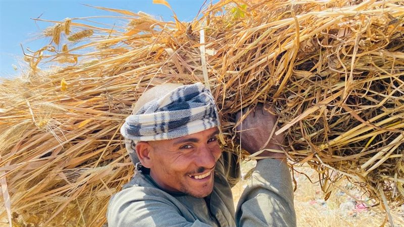 توريد القمح في المنيا