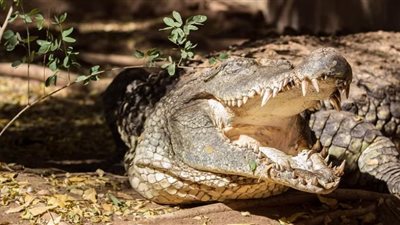 انقراض حيوانات برية نادرة في السودان بسبب الحرب