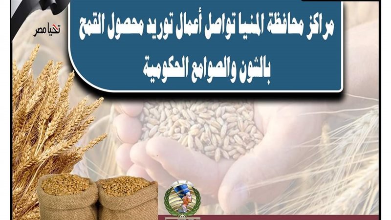 توريد القمح في المنيا