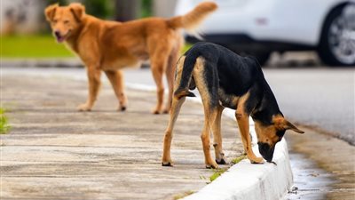 تعرف على ضوابط ترخيص اقتناء الكلاب فى قانون حيازة الحيوانات 