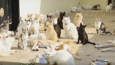 عدد القطط يتجاوز تعداد سكان جزيرة يابانية، ما القصة ؟