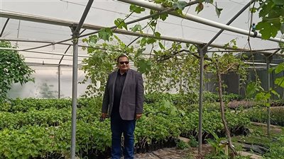 وكيل الزراعة بالدقهلية يكشف عن أهم توصيات ومعاملات إنتاج القطن