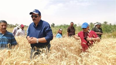 توريد 127 ألف طن قمح لشون وصوامع الوادي الجديد