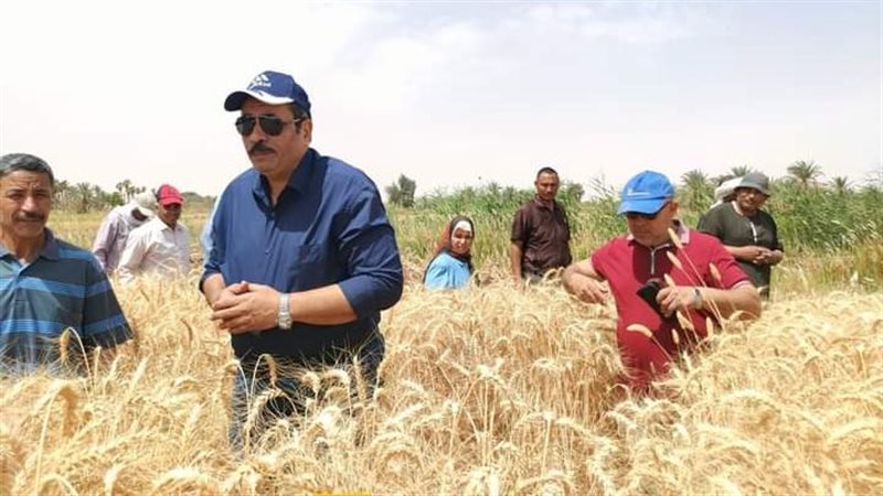 حصاد القمح، فيتو