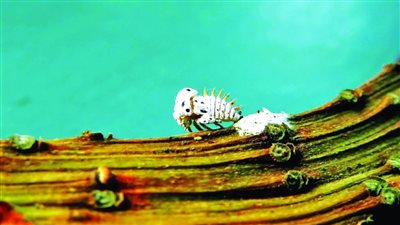  بكتيريا تهدد 60 مليون شجرة زيتون إيطالية