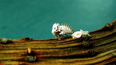 بكتيريا تهدد 60 مليون شجرة زيتون في إيطاليا