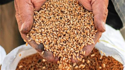 محافظ سوهاج: توريد 17 ألف طن قمح تقريبا منذ بدء الموسم