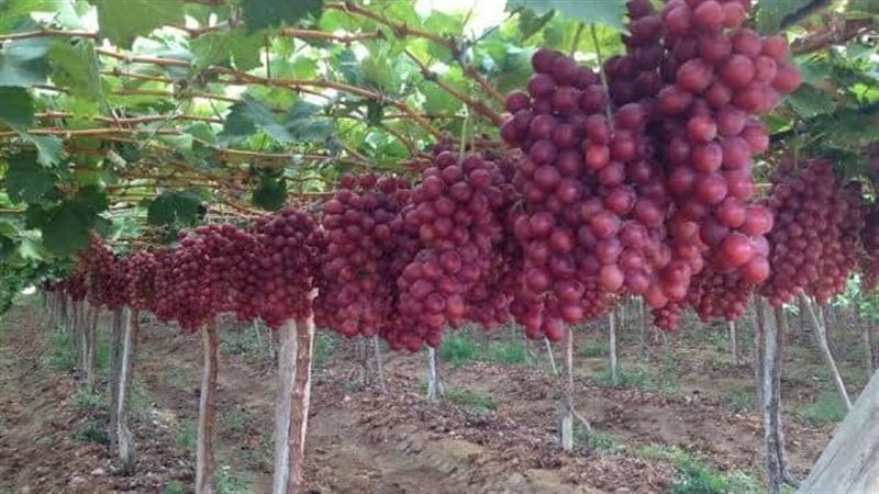 مزارع العنب، فيتو
