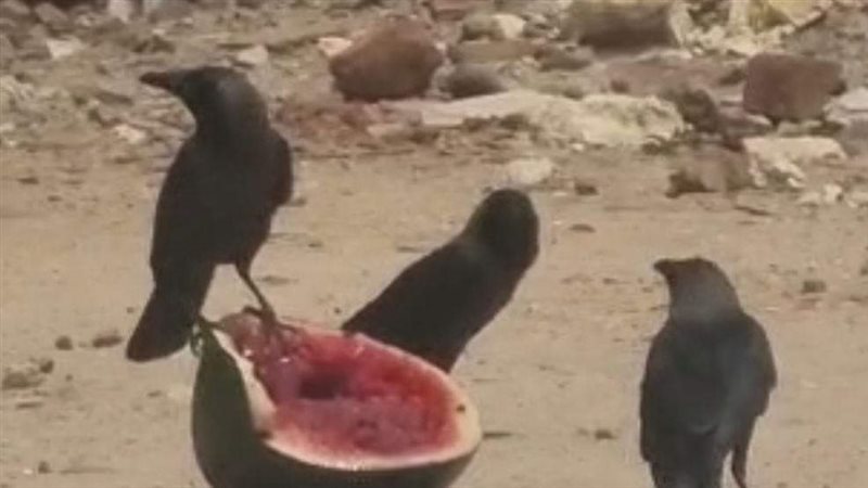 جانب من الحملة، فيتو
