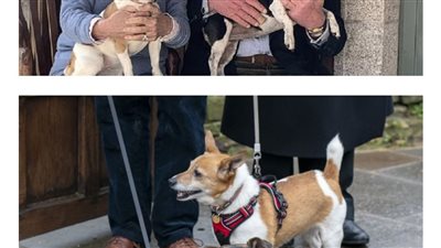 تكريم لافت لكلبي كاميلا في حفل تتويج تشارلز (صور)