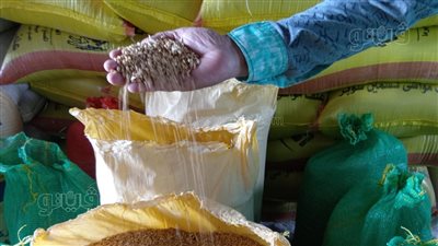 صوامع وشون الغربية استقبلت 61 ألفا و861 طنا من القمح