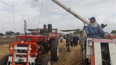 استمرار موسم حصاد القمح بالدقهلية باستخدام الماكينات الحديثة (فيديو وصور) 