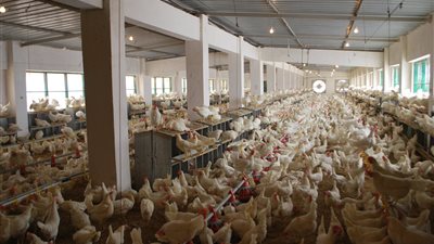 مراكز الإصلاح والتأهيل قلاع للإنتاج.. ورش ومصانع ومزارع ومحطات تسمين حيواني وداجني.. وأنشطة فنية ورياضية للترفيه (صور)