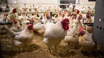 انخفاض أسعار الدواجن والبيض اليوم الإثنين 8-5-2023 في الدقهلية 