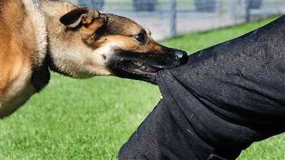 13 شخصًا يتعرضون للدغ العقارب والثعابين وهجمات كلاب في الوادي الجديد