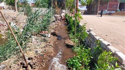 زراعة 225 ألف شجرة بالمنوفية ضمن المبادرة الرئاسية