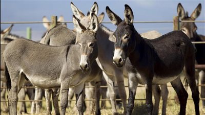 تهافت على شراء حليب الحمير في العراق لهذا السبب (فيديو)