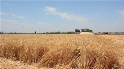 توريد 94 ألف طن قمح لشون وصوامع محافظة البحيرة