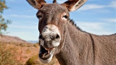 مع الاحتفال باليوم العالمي للحمير.. من يحدد الأيام العالمية الغريبة 