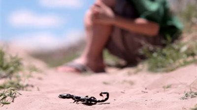 العقارب السامة تلدغ فتاتين في الوادي الجديد 