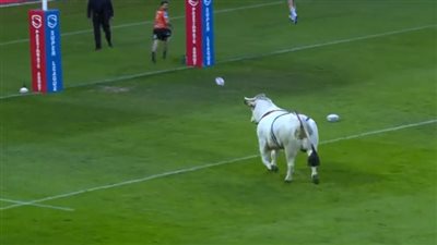 ثور هارب يحول مباراة بالدوري الفرنسي إلى ميدان للرعب (فيديو)