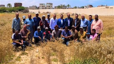 رئيس جامعة العريش يشهد بدء موسم حصاد القمح بمزرعة الجامعة