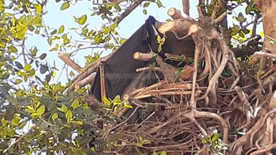 شخص يعيش أعلى شجرة عتيقة بالإسكندرية ويلقي الفاكهة لطلاب المدارس (فيديو)