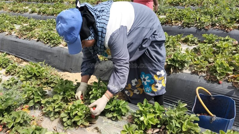 حصاد الفراولة بالمنوفية،