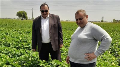 وكيل زراعة الدقهلية لـ فيتو: مستهدف زراعة 52 ألفا و240 فدان قطن 