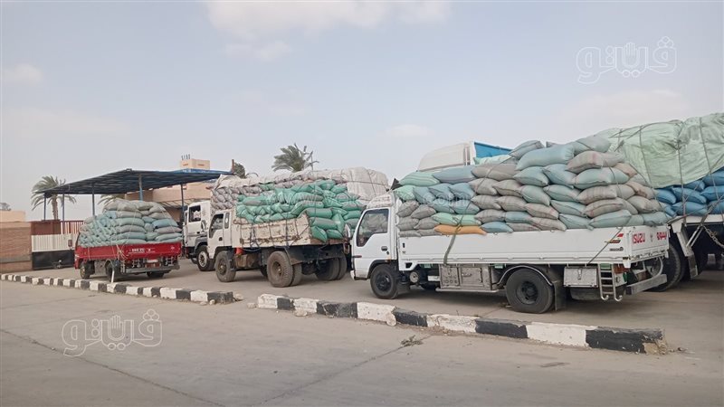 موسم توريد القمح،