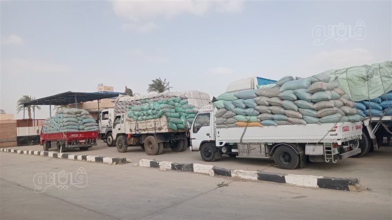 توريد القمح ببني